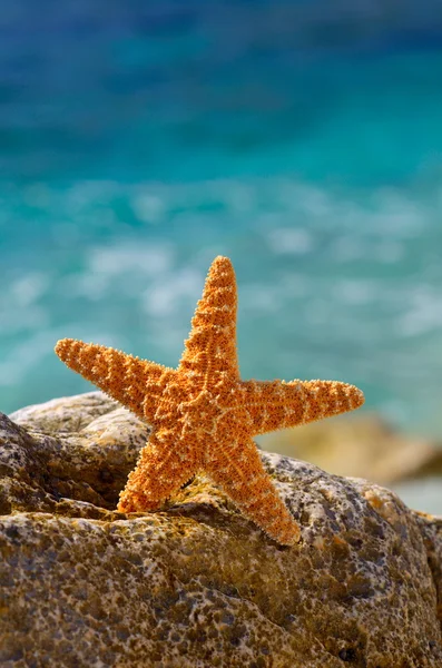 Starfish on the beach — Stock Photo, Image