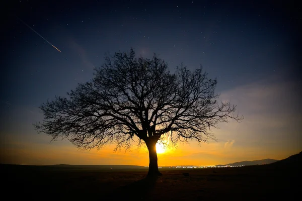 Árbol solitario en el campo al amanecer — Foto de Stock