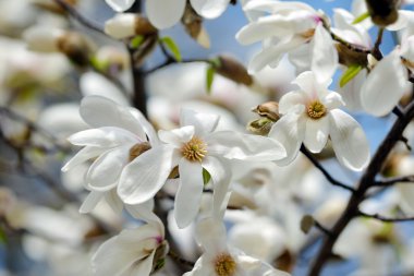 bahar bahçe çiçek açan bir manolya ağacı