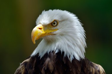 Kel kartal (haliaeetus leucocephalus) portre