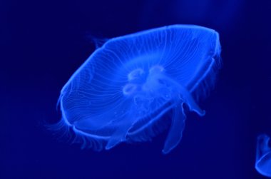 su altı ay jellyfishes görüntüsünü