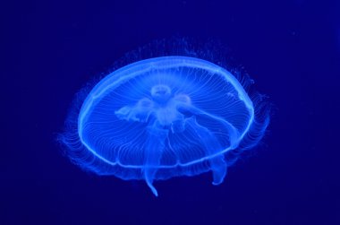 su altı ay jellyfishes görüntüsünü