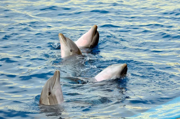 happy dolphins jumping out of the water