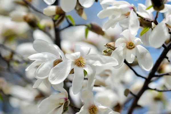 Kvetoucí magnolie strom v jarní zahradě — Stock fotografie