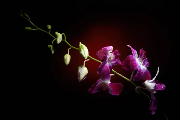 Flor fresca con gotas de agua en el estudio —  Fotos de Stock