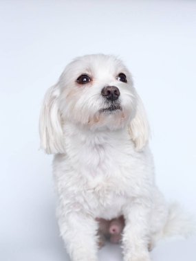 Beyaz arkaplanda Malta 'nın son kullanma tarihi