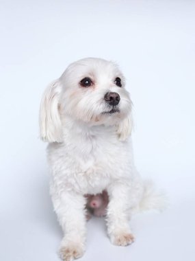 Beyaz arkaplanda Malta 'nın son kullanma tarihi