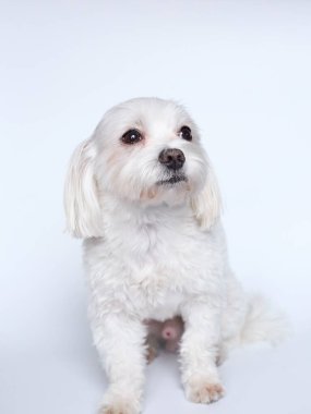 Beyaz arkaplanda Malta 'nın son kullanma tarihi