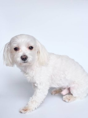 Beyaz arkaplanda Malta 'nın son kullanma tarihi