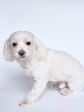 Beyaz arkaplanda Malta 'nın son kullanma tarihi