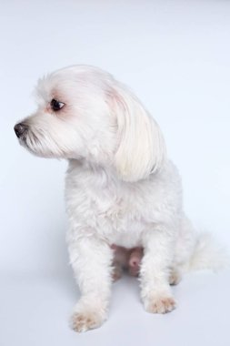 Beyaz arkaplanda Malta 'nın son kullanma tarihi