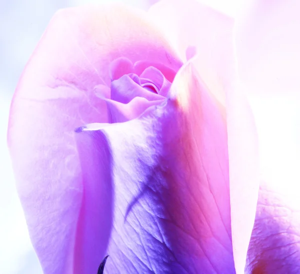 Rose close-up — Fotografia de Stock