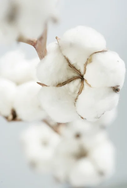 Kwiat bawełny — Zdjęcie stockowe
