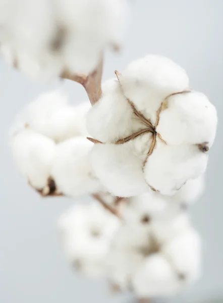 Flores de algodão — Fotografia de Stock