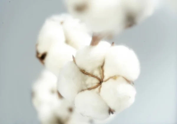 Flores de algodão — Fotografia de Stock