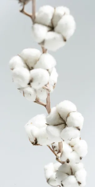 Flores de algodão — Fotografia de Stock