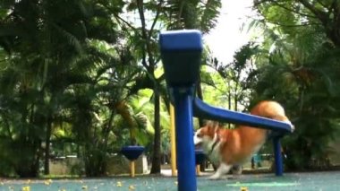 Pembroke Galce corgi