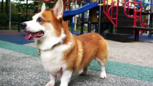 Pembroke welsh corgi — Stockvideo