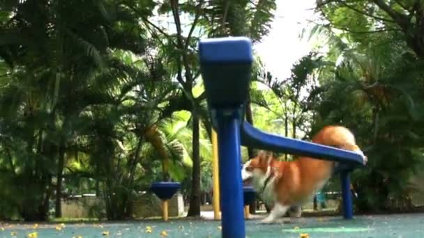 Pembroke Corgi gallese — Video Stock