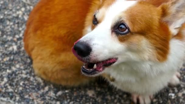 Pembroke Corgi galês — Vídeo de Stock