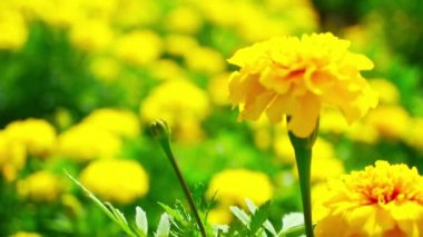 Sarı kadife çiçeği çiçek