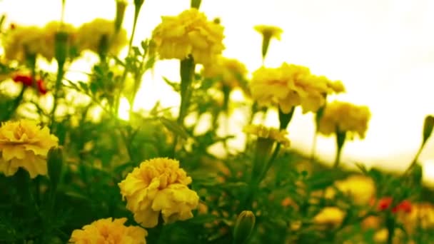 黄色的万寿菊鲜花 — 图库视频影像