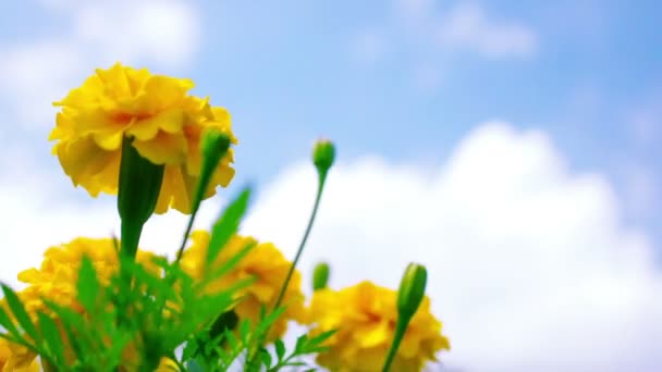 黄色的万寿菊花卉 — 图库视频影像