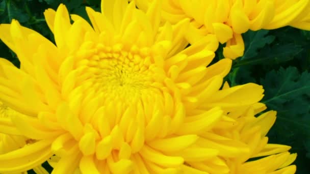 Yellow chrysanthemum — Stock Video