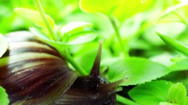 Dev Afrika kara salyangoz