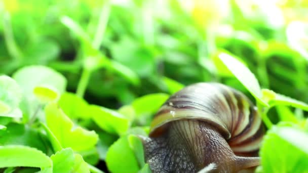 Escargot géant des terres africaines 