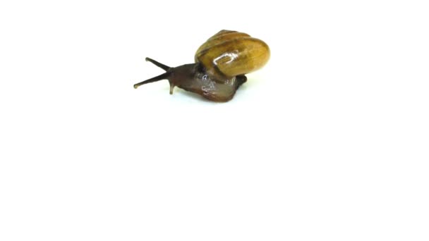 Escargot de verre 