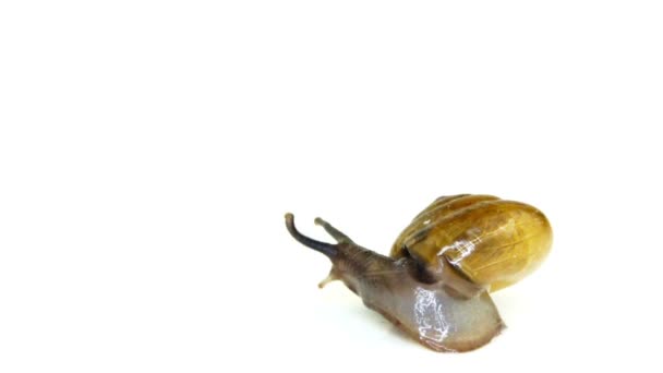 Glass Snail — Stock Video
