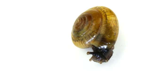 Glass Snail — Stock Video