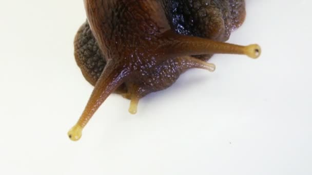 Escargot géant des terres africaines — Video