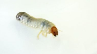 Ağustos böceği larvası