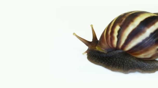 Giant African Land Snail — Stock Video