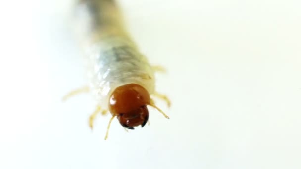 Ağustos böceği larvası — Stok video
