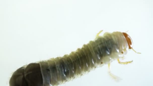 June Bug larvae — Stock Video