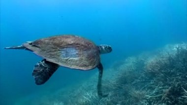 deniz kaplumbağası