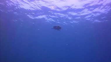 deniz kaplumbağası