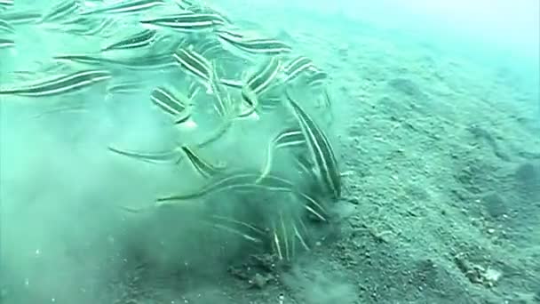 海洋猫鱼 — 图库视频影像