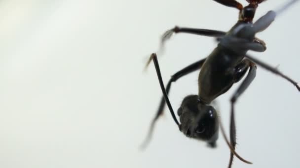 Black Ant — Stock Video