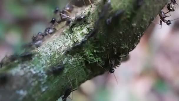 Formigas negras — Vídeo de Stock