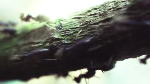 Hormigas negras — Vídeo de stock