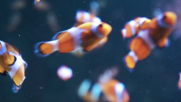 Orange clown fishes — Stock Video