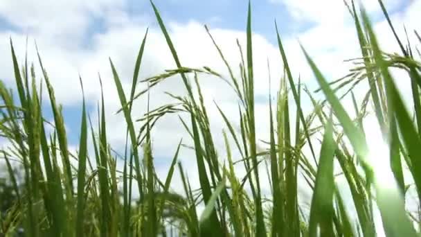 Champ de paddy 