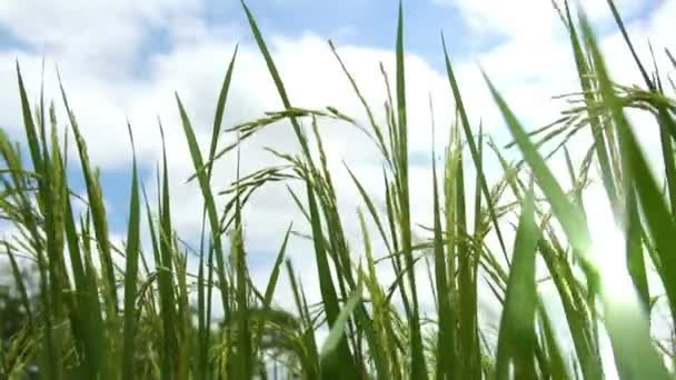 Campo de arroz — Vídeos de Stock