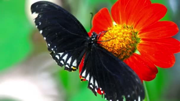 Schwarzer Schmetterling — Stockvideo