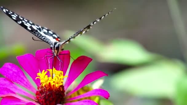 Borboleta (Chilasa Clytia ) — Vídeo de Stock