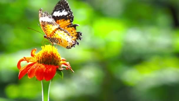 Schmetterling — Stockvideo